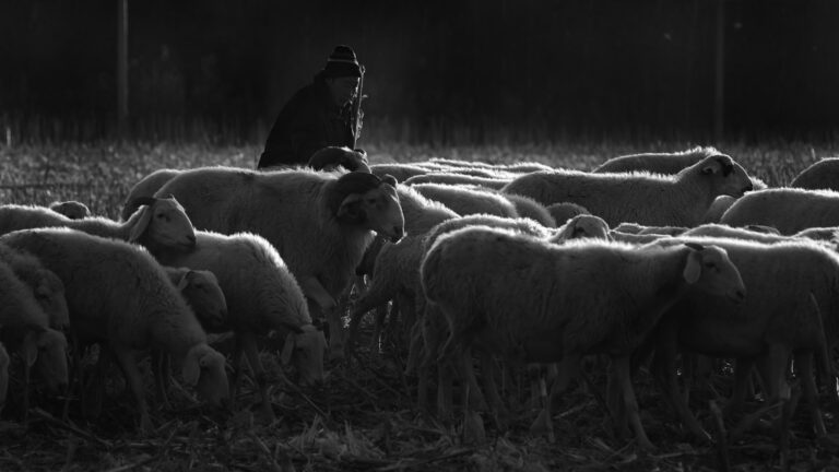 Shepherd_And_Sheep
